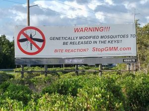 Gentically Modified Mosquitoes to Be Released in the Keys
